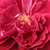 Roșu - Trandafir teahibrid - Bellevue ®